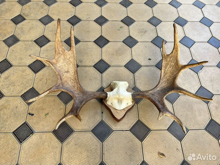 Продам рога лося