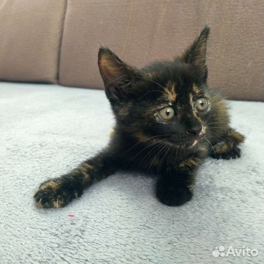 Отдам котят