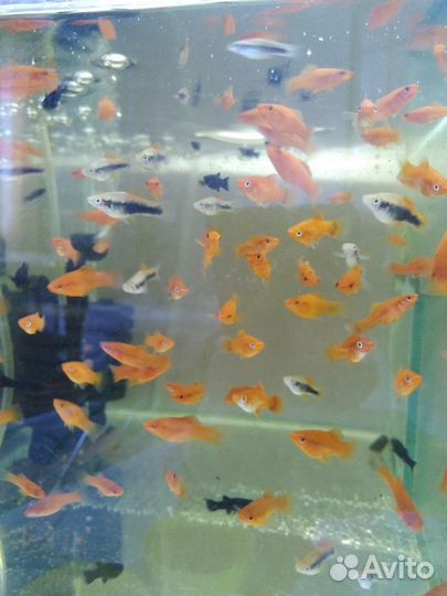 Аквариумные рыбки