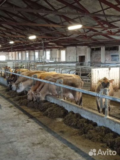 Корова порода Джерси