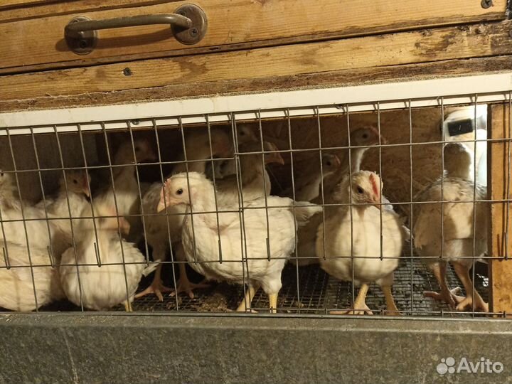 Месячные петушки Домен Браун