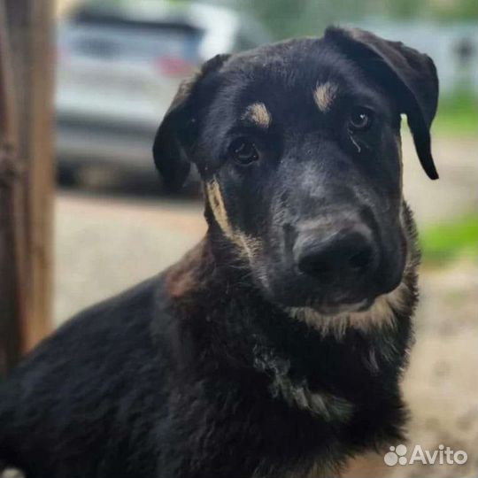 Собака в добрые руки отдам бесплатно