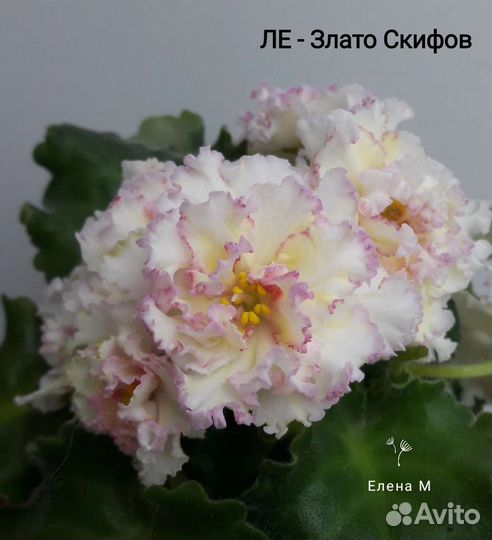 Набор 10 ук. листиков с детками