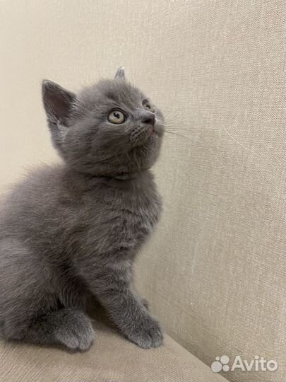 Британские котята