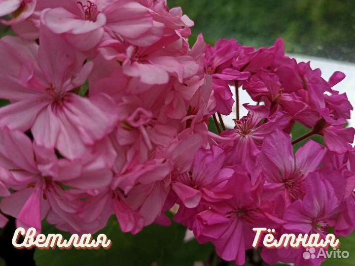 Пеларгония Герань