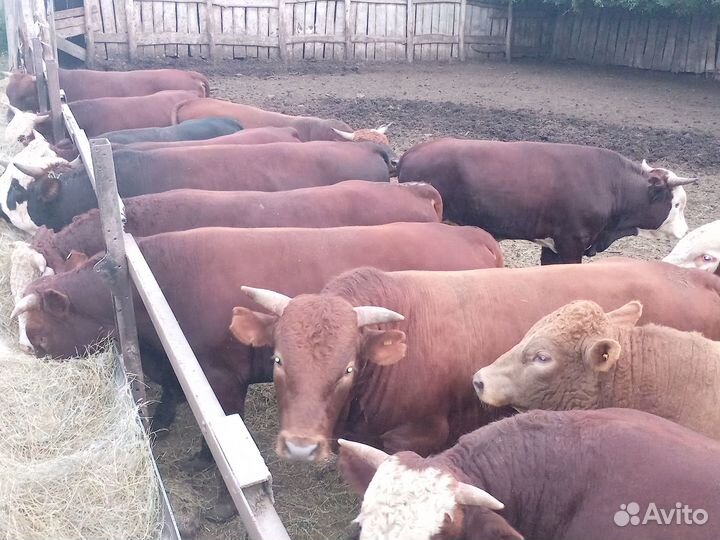Бычки и быки на мясо