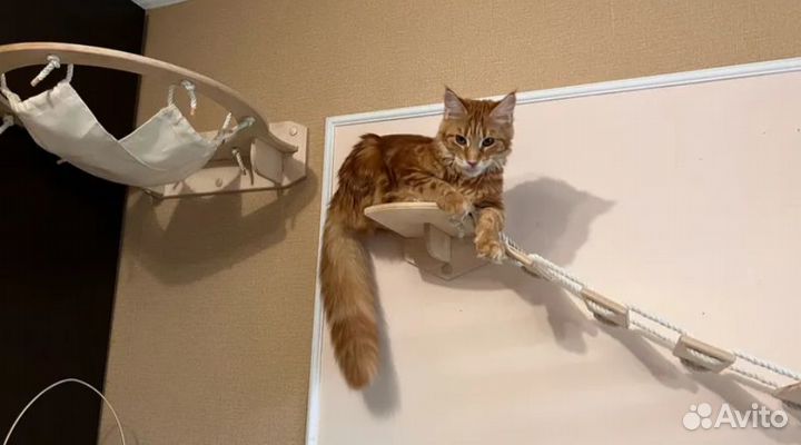 Аксессуары / комплекты / для кошек