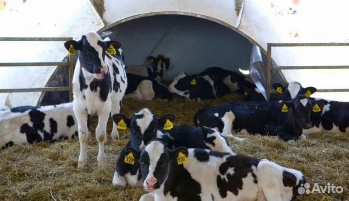 Бычки на откорм