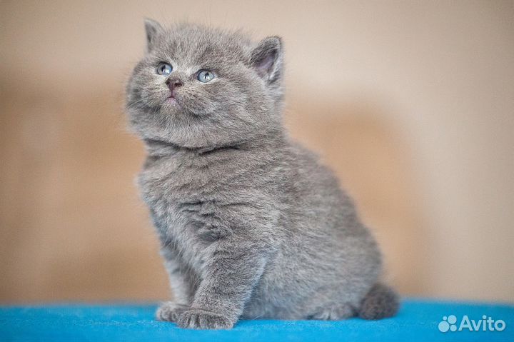 Чистокровный британский котик Эрик