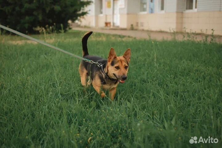 Собака в поисках семьи