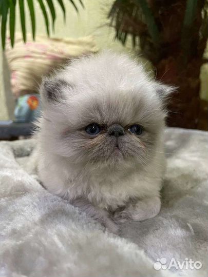 Продам котенка