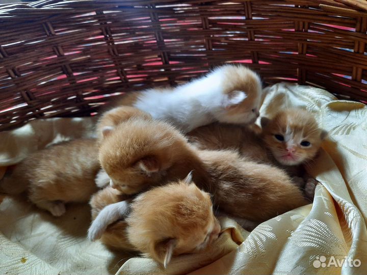 Отдам котят в добрые руки