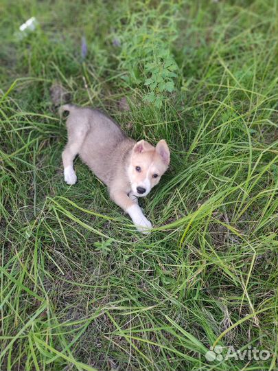 Щенок Бублик