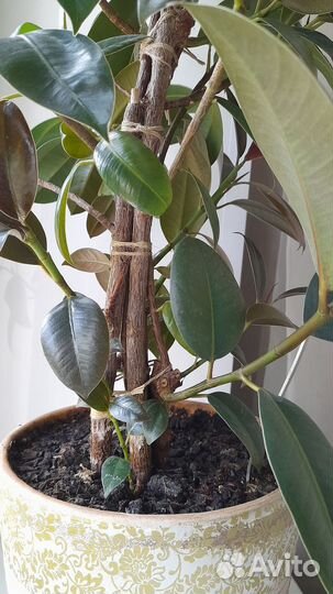 Фикус эластика мелани