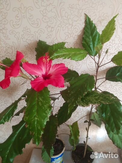 Комнатные цветы