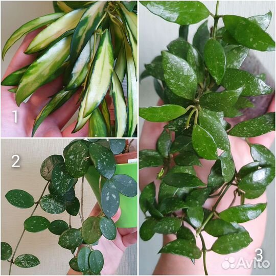 Более 100 сортов хойи