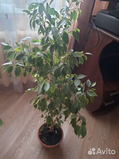 Фикус