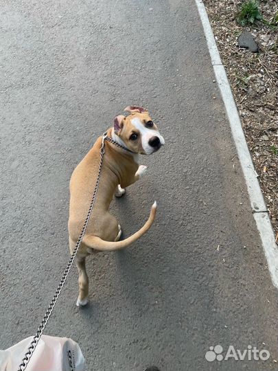 Собака стаффордширский терьер