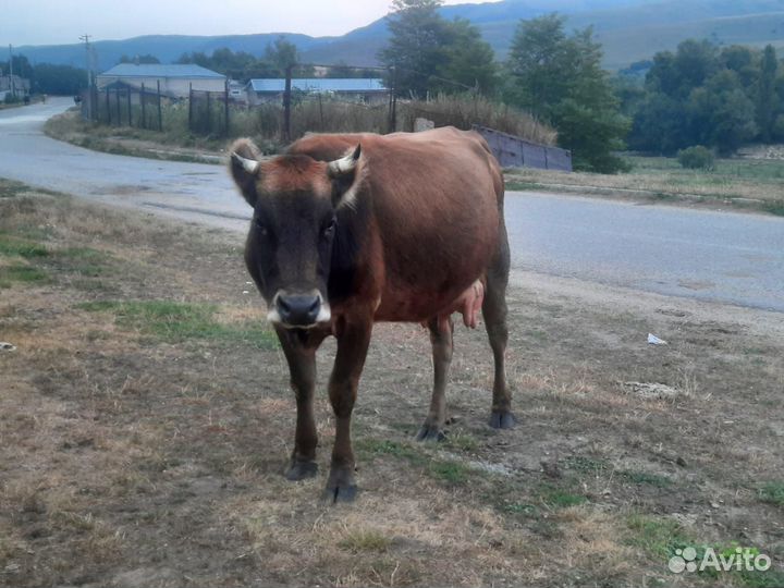 Хорошая корова дойная