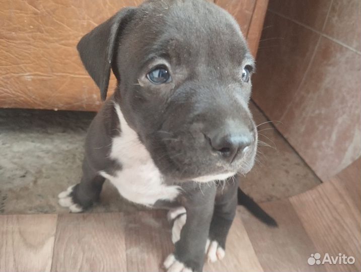 Щенки стафа