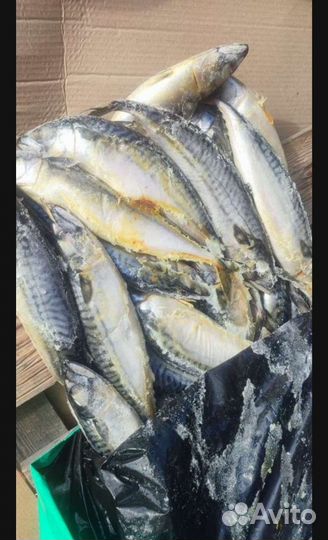 Рыба свежемороженая