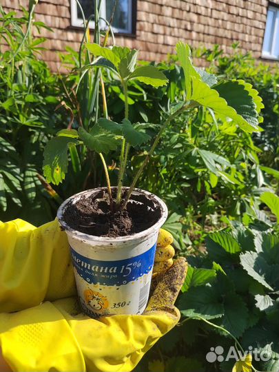 Клубника садовая 3 сорта