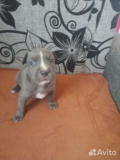 Продажа щенков питбуля