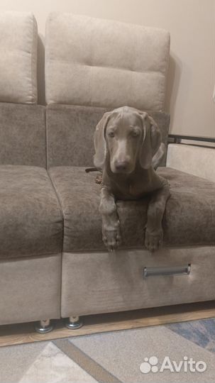 Продадим в хорошую семью с детками