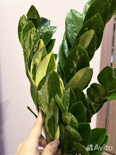 Замиокулькас вариегатный шорт лив