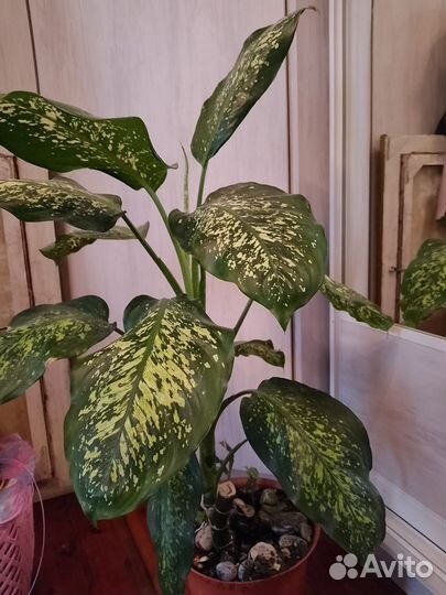 Диффенбахия