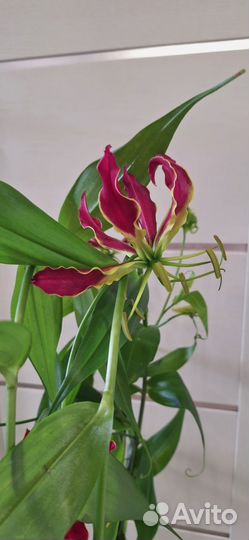 Глориоза Ротшильда (Пламенная Лилия)