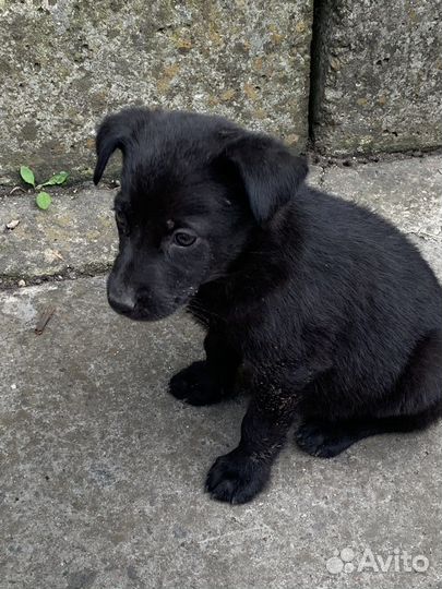 Собаки бесплатно