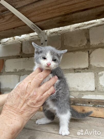 Отдам в добрые руки