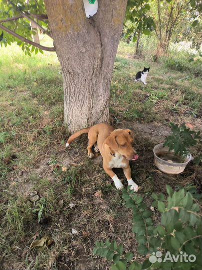 Собака в добрые руки