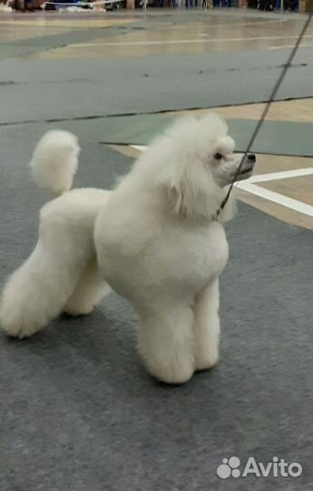 Миниатюрный пудель