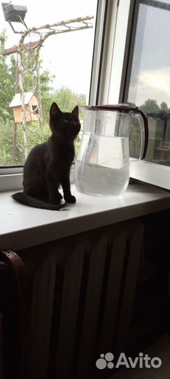 Котята в добрые руки бесплатно девочка