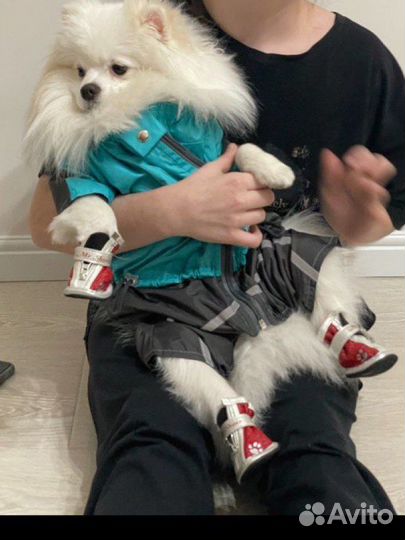 Одежда доя собак