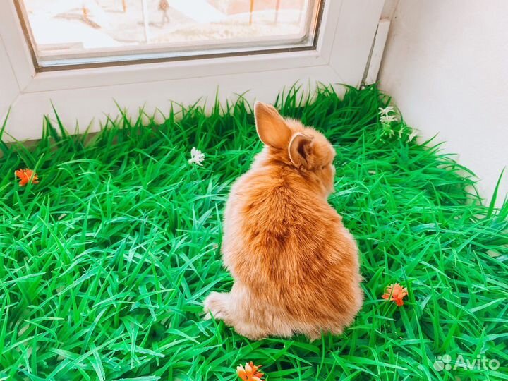Карликовый кролик - рыжий и другие цвета