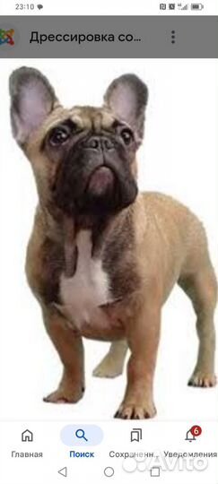 Французский бульдог