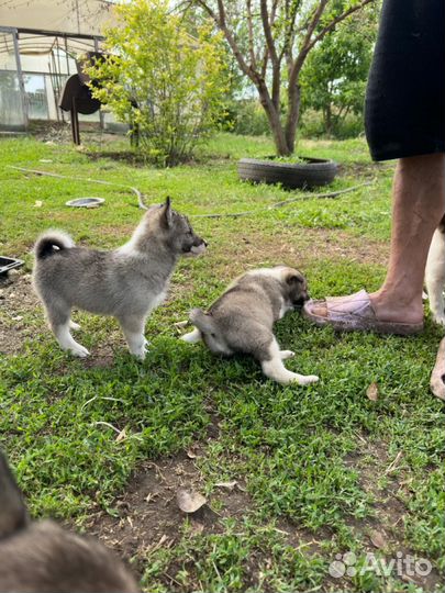 Щенки западно сибирской лайки