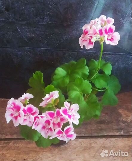 Пеларгонии-глазастики цветущие