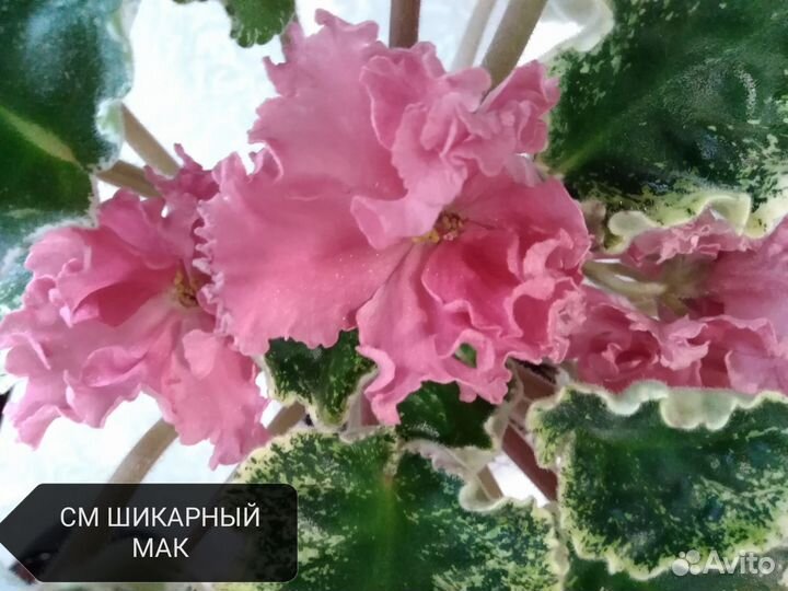 Фиалки, лист с детками