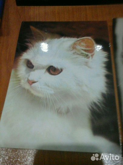 Открытки кошки