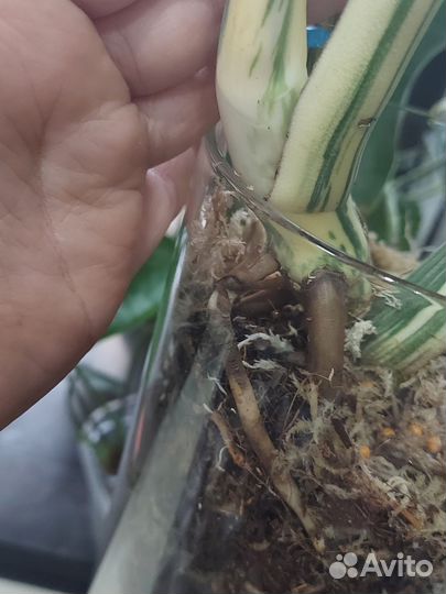 Монстера Тайская