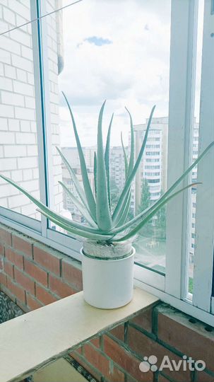 Большой Алоэ Вера лекарственный