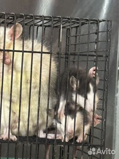 Крыса(хаски)