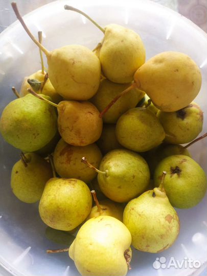 Яблоки разные сортов,медовые итд