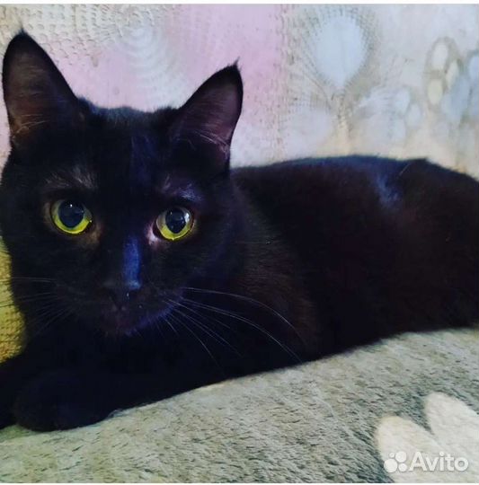 Кошечка Мася