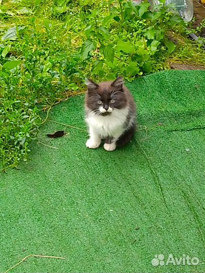 Кошка в дар