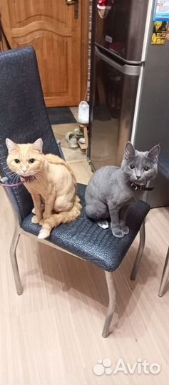 Стрижка кошек с выездом на дом